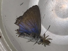 Theclinesthes onycha