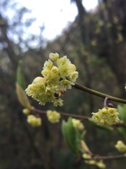 Corylopsis sinensis