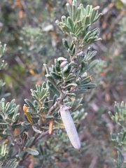 Indigofera brachystachya