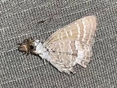 Theclinesthes onycha