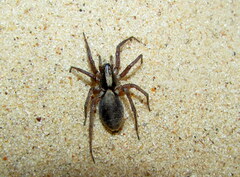 Alopecosa inquilina