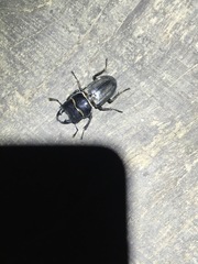 Dorcus