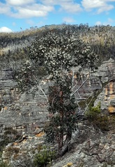Eucalyptus sieberi