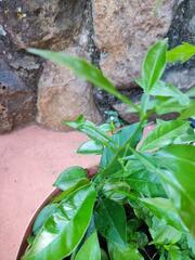 Prunus amygdalus