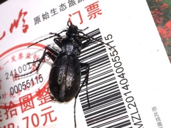 Oreocarabus