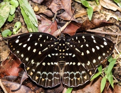 Lexias dirtea merguia
