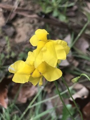 Goodenia pinnatifida