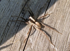 Alopecosa pulverulenta