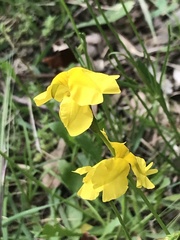 Goodenia pinnatifida