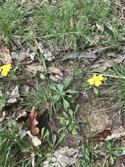Goodenia pinnatifida