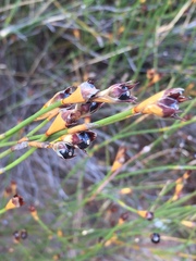 Willdenowia incurvata