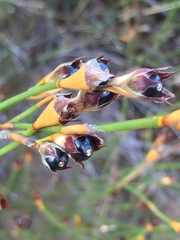 Willdenowia incurvata