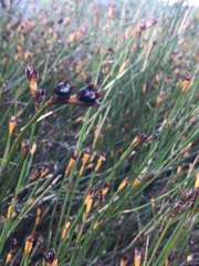 Willdenowia incurvata