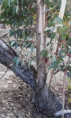 Eucalyptus sieberi