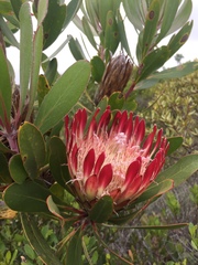 Protea obtusifolia