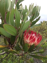 Protea obtusifolia