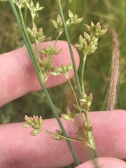 Juncus subsecundus