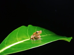 Chirixalus trilaksonoi