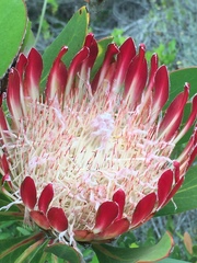 Protea obtusifolia