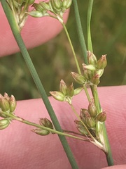 Juncus subsecundus