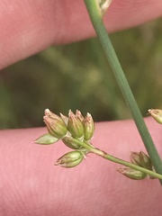 Juncus subsecundus