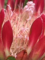 Protea obtusifolia
