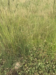 Juncus subsecundus