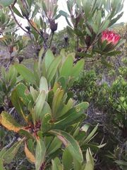 Protea obtusifolia