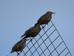 Sturnus vulgaris