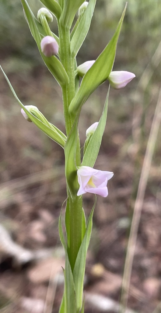 Brachycorythis pleistophylla
