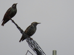 Sturnus vulgaris