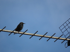 Sturnus vulgaris