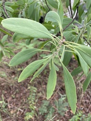 Protea