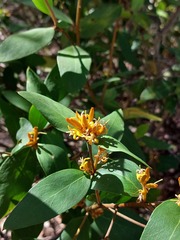Persoonia laurina