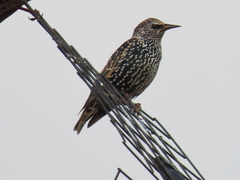 Sturnus vulgaris