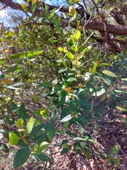 Persoonia laurina