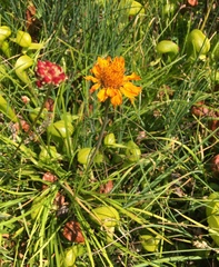 Raillardella pringlei