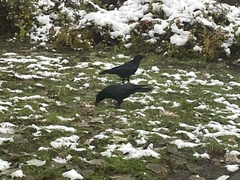 Corvus corone