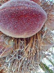Banksia aemula