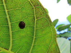Coccinelloidea