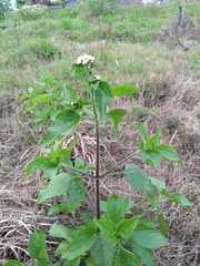 Ageratum conyzoides