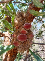 Banksia aemula