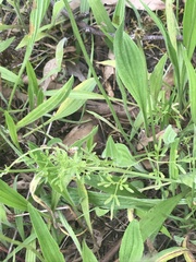 Clematis leptophylla