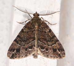 Pseudocoremia productata