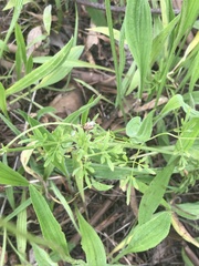 Clematis leptophylla
