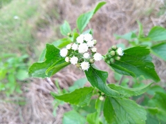 Ageratum conyzoides