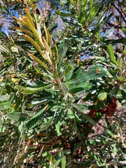 Banksia aemula