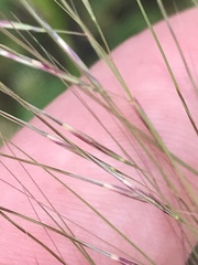 Austrostipa scabra