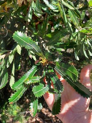Banksia aemula