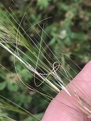 Austrostipa scabra